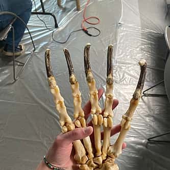 Buffalo Brief: Prepping Wildlife Skeletons for Display