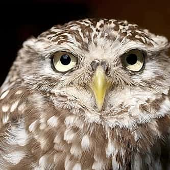 Museum Minute: The Illustrator for “The Call of the Wild” Showed Empathy for Animals