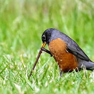 Red-winged Blackbirds: An Early Sign of Spring