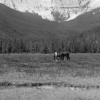 The Great Hunt of Grand Duke Alexei and Buffalo Bill Cody