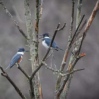Grackles: Why Do They Look Upward?