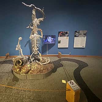 Museum Minute: A cradleboard tells the story of a flower and a Blackfeet legend
