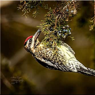 How Hawks and Falcons are Different, Plus Other Common Questions