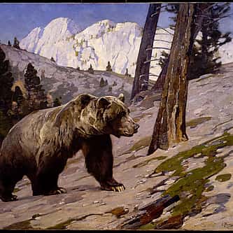 Buffalo Brief: Prepping Wildlife Skeletons for Display