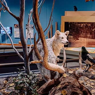 Brida Gafford: The Wild Life of a Rodeo Superstar