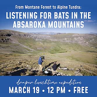 Armed in the Colonies: Firearms, Militia, and Early American Law