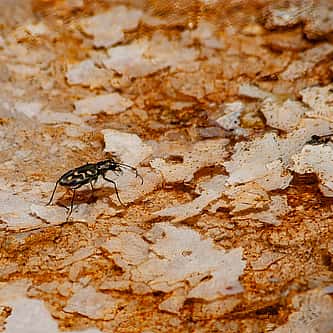 Brida Gafford: The Wild Life of a Rodeo Superstar