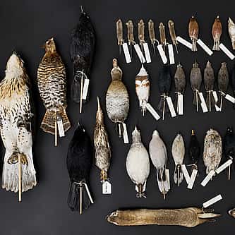 Migration Season