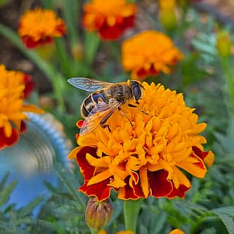 Wintering with Bees