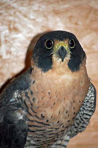 Hayabusa in her mew at the Greater Yellowstone Raptor Experience