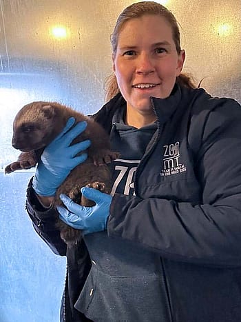Woman holding a wolverine kit. Melissa Roman, ZooMontana