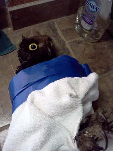 Oily Owl 3
