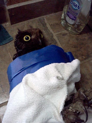 Oily Owl 3