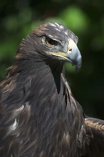 The Draper Museum Raptor Experience's Kateri, the golden eagle