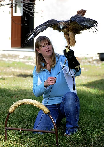Melissa Hill and Isham, the red-tailed hawk.