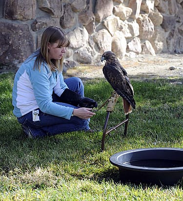 Melissa Hill with red-tailed hawk Isham
