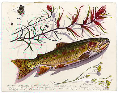 James Prosek. "Yellowstone Cutthroat Trout and Indian Paintbrush, 2015. Watercolor, graphite, and gouache on paper. L.486.2016.14 Art Scanning: Donald Sigovich, Westport, Connecticut.