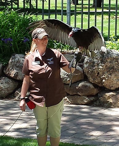 Raptor Experience "mobile perch" Melissa with Suli the turkey vulture.