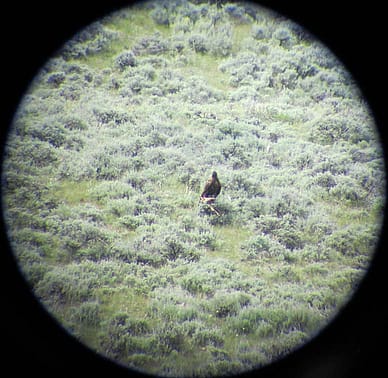 Interns Patrick Rodgers and Nathan Horton documented this golden eagle preying on a pronghorn fawn. Photo by Rodgers and Horton.
