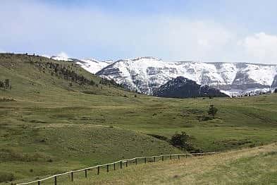 wildflowers in the bighorn basin