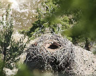 There is an osprey on this nest. N. McClure photo.