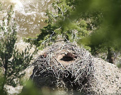 There is an osprey on this nest. N. McClure photo.