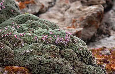 A member of the rose family, Kelseya uniflora is one of many native wild plant species participants may encounter during the Wyoming Native Plant Society's 2023 Wildflower Weekend which will be centered in Clark from June 16-18.