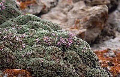 A member of the rose family, Kelseya uniflora is one of many native wild plant species participants may encounter during the Wyoming Native Plant Society's 2023 Wildflower Weekend which will be centered in Clark from June 16-18.