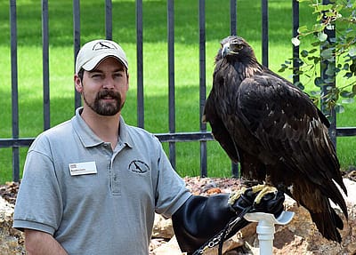 Brandon Lewis with golden eagle Kateri