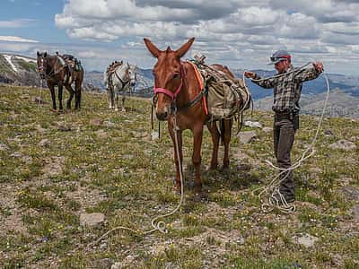 Joe Riis outdoors loading a pack mule while two horses look on. Photo by Shane Moore.