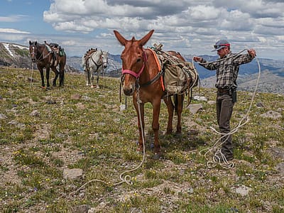 Joe Riis outdoors loading a pack mule while two horses look on. Photo by Shane Moore.