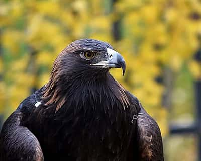 Kateri the Golden Eagle