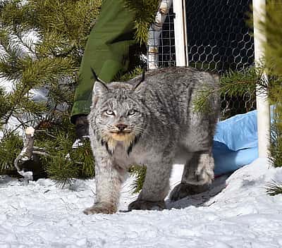 Lynx leaving live trap in snowy landscape. Photo: USDA, RMRS - Canada Lynx of the Rockies Research Program.