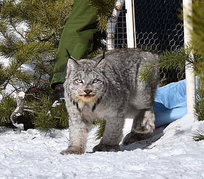 Lynx leaving live trap in snowy landscape. Photo: USDA, RMRS - Canada Lynx of the Rockies Research Program.