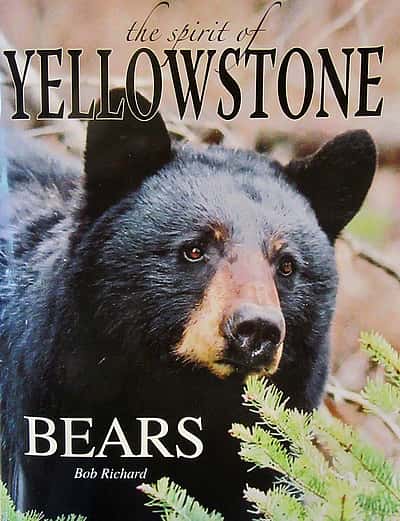 Book cover: black bear, text: The Spirit of Yellowstone Bears, Bob Richard.