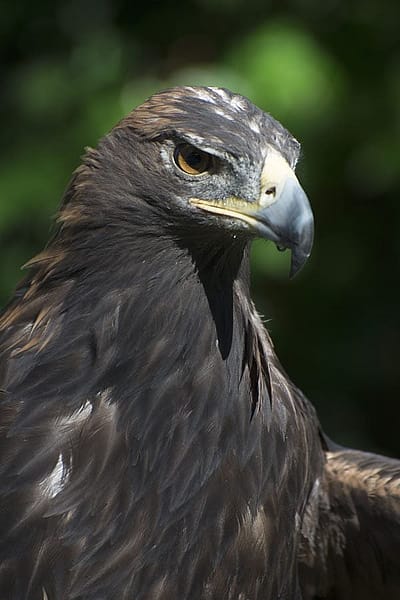 The Greater Yellowstone Raptor Experience's Kateri, the golden eagle