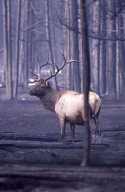 At least 350 elk died as a direct result of the 1988 fires. NPS photo.