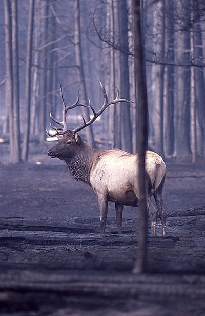 At least 350 elk died as a direct result of the 1988 fires. NPS photo.
