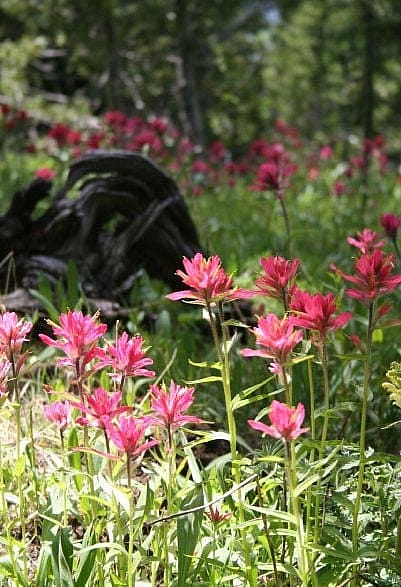 Indian paintbrush, Wyoming's state flower, in bloom. Nancy McClure photo.