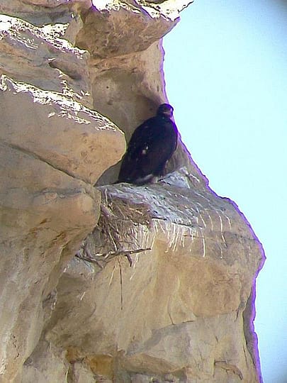 A Juvenile Golden Eagle