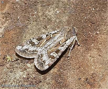 army cutworm moths