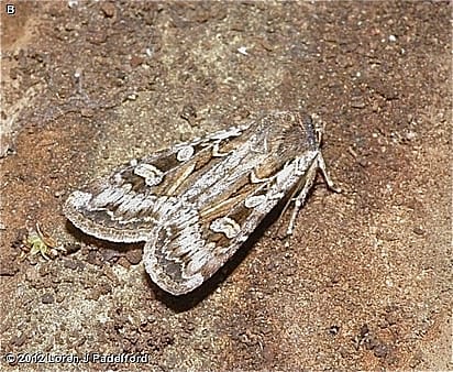 army cutworm moths