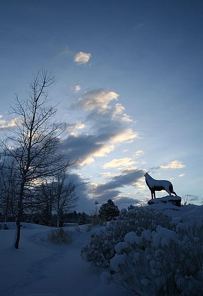 "Last of the Buffalo" in the winter, by Michael Coleman. 18.09