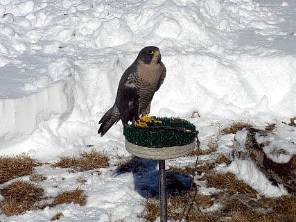 Peregrine falcon on her perch, surrounded by snow.