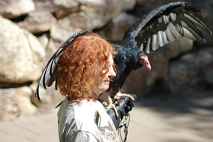 Suli, the turkey vulture, at the Buffalo Bill Center of the West and Greater Raptor Experience