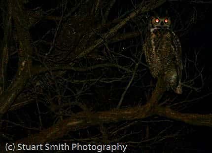 owl eye reflection