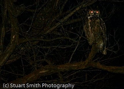 owl eye reflection