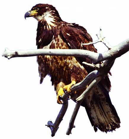 Immature bald eagle. Greater Yellowstone Sights and Sounds Archive photo.
