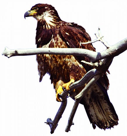 Immature bald eagle. Greater Yellowstone Sights and Sounds Archive photo.