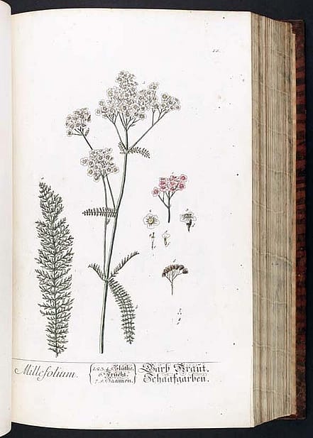 While mounted specimens were stored in herbariums, to share the mounts more widely, skilled artists were tasked with drawing the plants in detail. These scientific illustrations were bound and distributed by publishers. This example comes from the Peter H. Raven Library at the Missouri Botanical Garden and was drawn by Elizabeth Blackwell, a Scottish illustrator who created drawings of plants as references for physicians. https://doi.org/10.5962/bhl.title.567 (Public Domain)